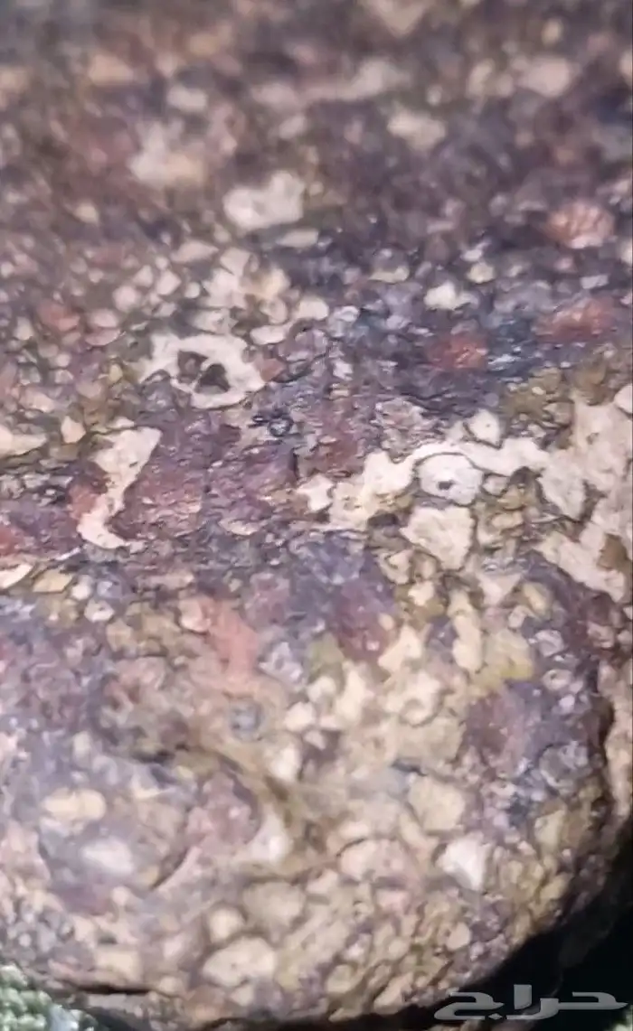 عقيق عظمة الديناصور المتحجرة...fossilized dinosaur bone agat 3