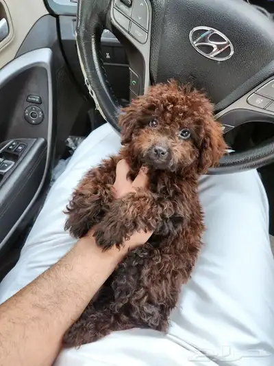 كلب توي بودل Toy Poodle للبيع 2