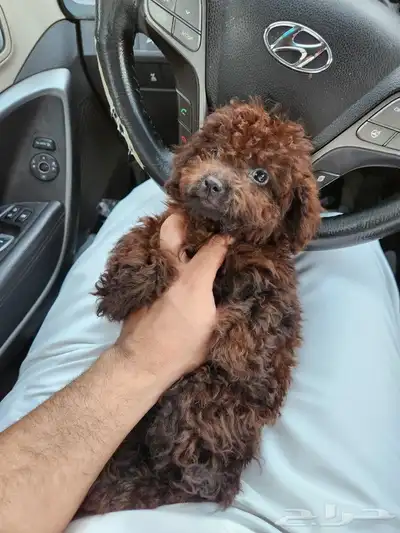 كلب توي بودل Toy Poodle للبيع 1