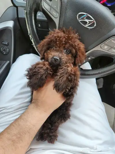 كلب توي بودل Toy Poodle للبيع 4
