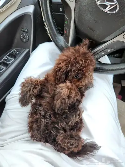 كلب توي بودل Toy Poodle للبيع 5