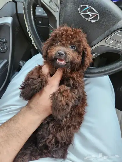 كلب توي بودل Toy Poodle للبيع 0