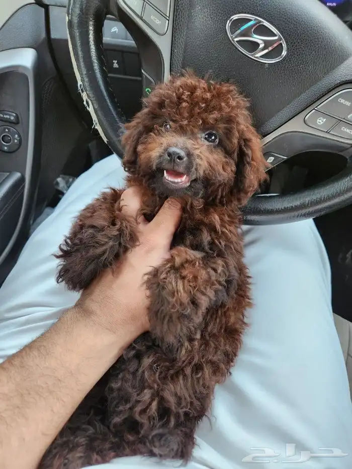 كلب توي بودل Toy Poodle للبيع 0