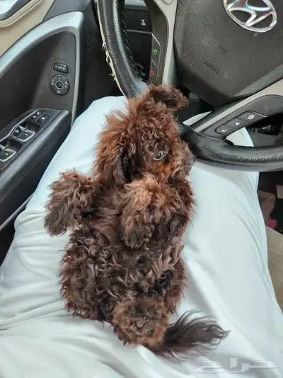كلب توي بودل Toy Poodle للبيع 6