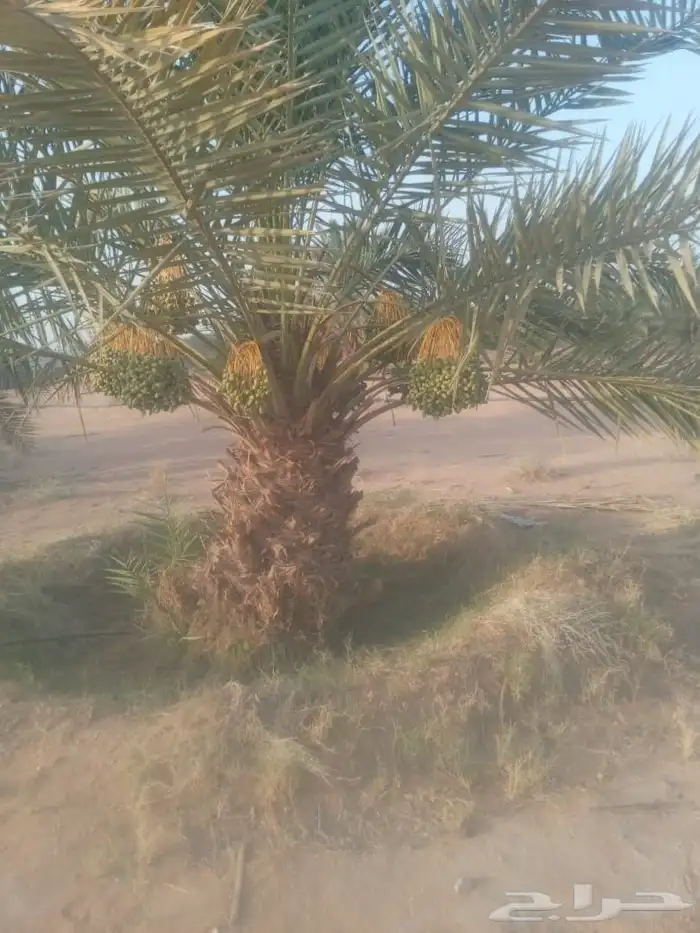 يوجد لدينا جميع انواع النخل 2