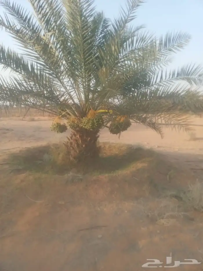 يوجد لدينا جميع انواع النخل 1