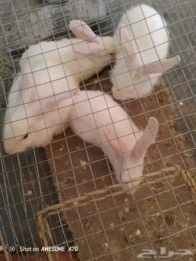 أرانب فرنسي عمر 3شهور 0