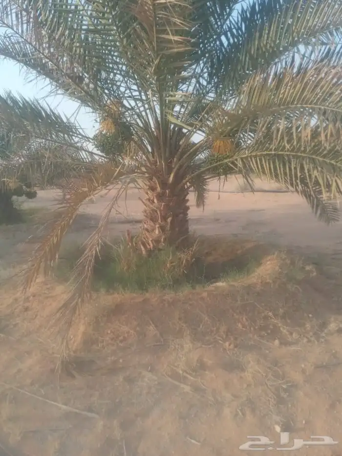 يوجد لدينا جميع انواع النخل 0