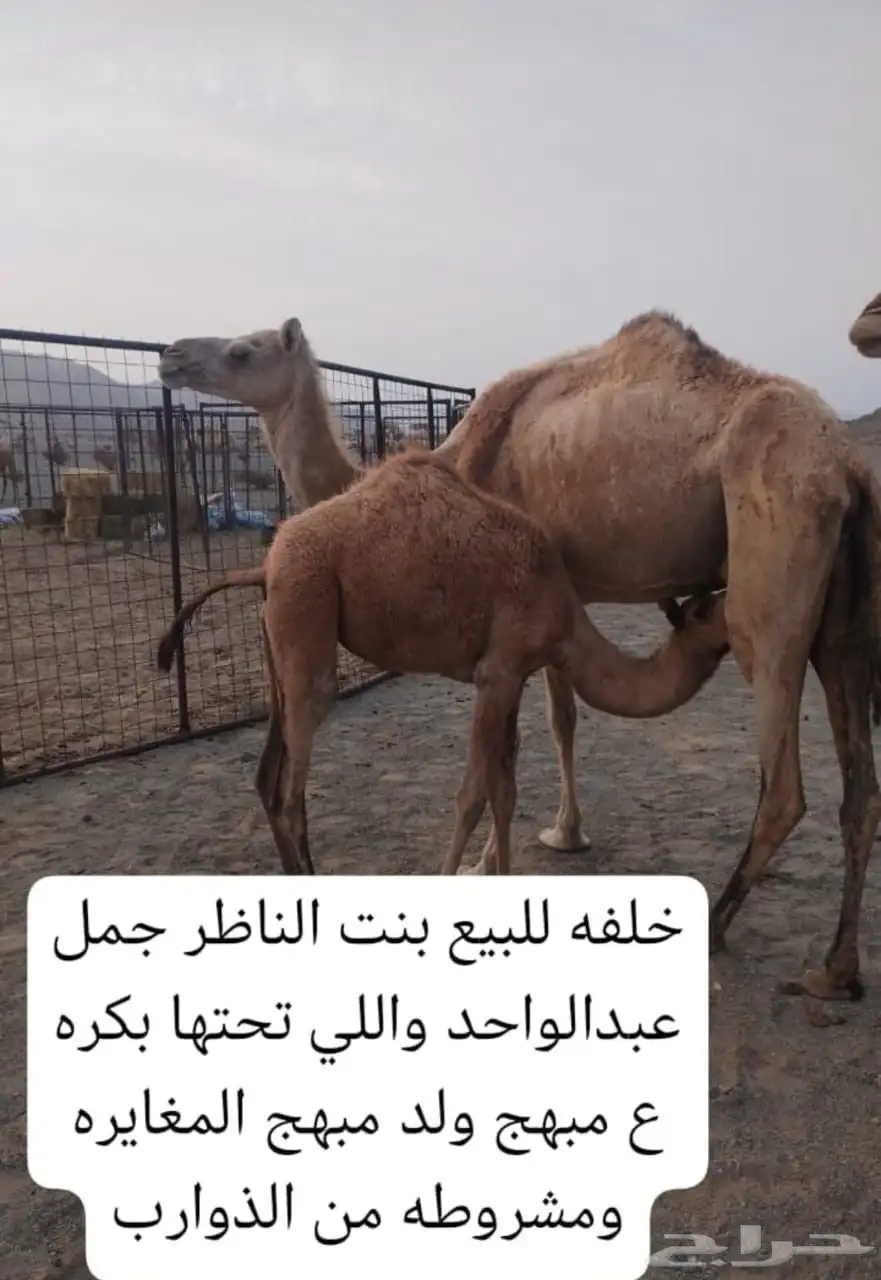 خلفة للبيع بنت الناظر جمل عبد الواحد 0