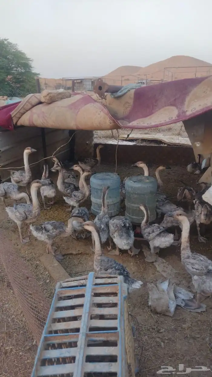 صوص وز عراقي نقي 1