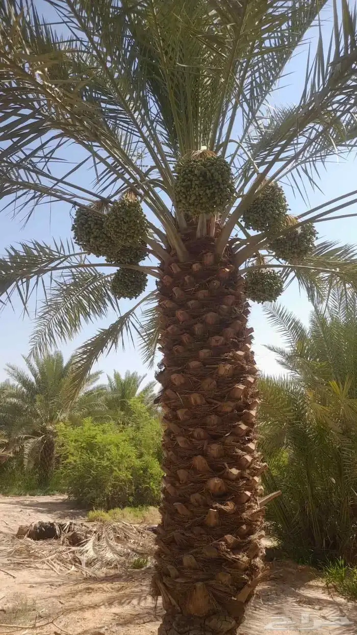 يوجد لدينا جميع انواع النخل 7