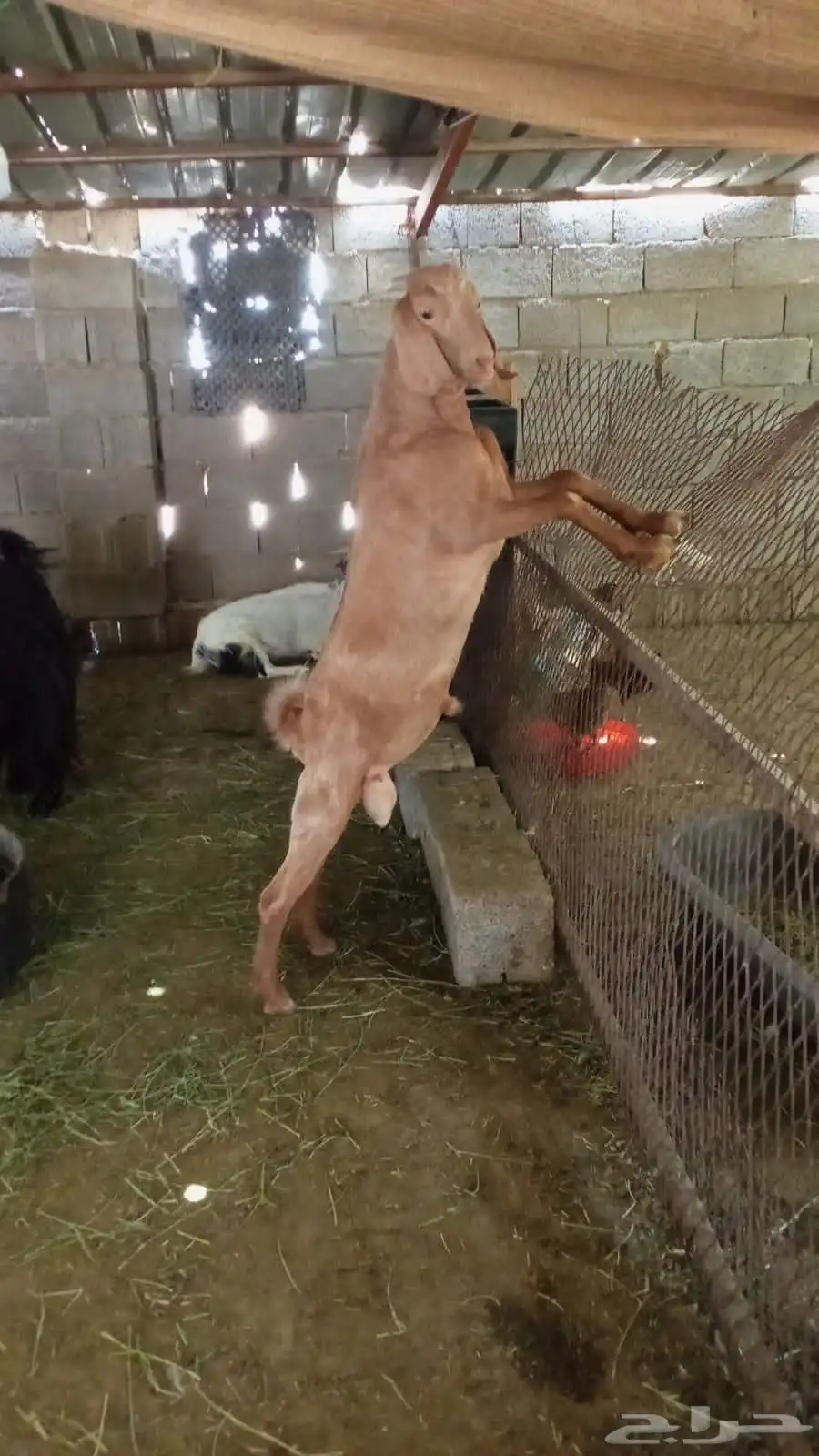 تيوس للبيع 0