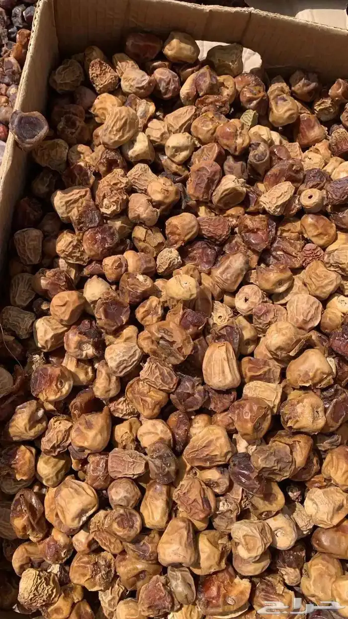 تمور علف 0