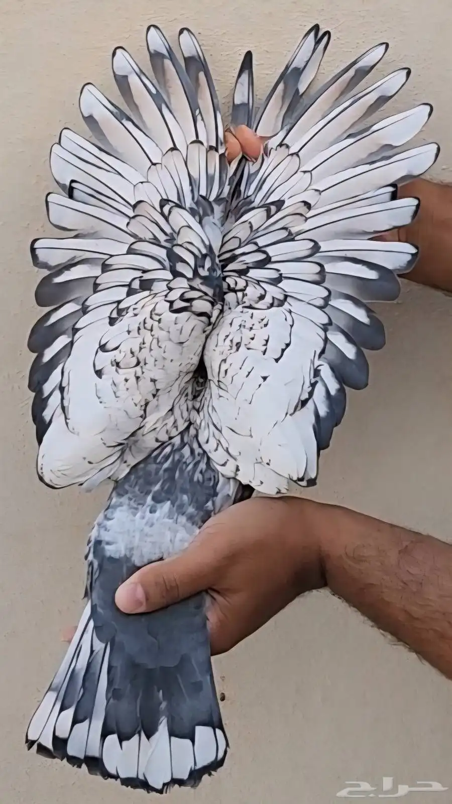 جوز زاجل فراشه 1