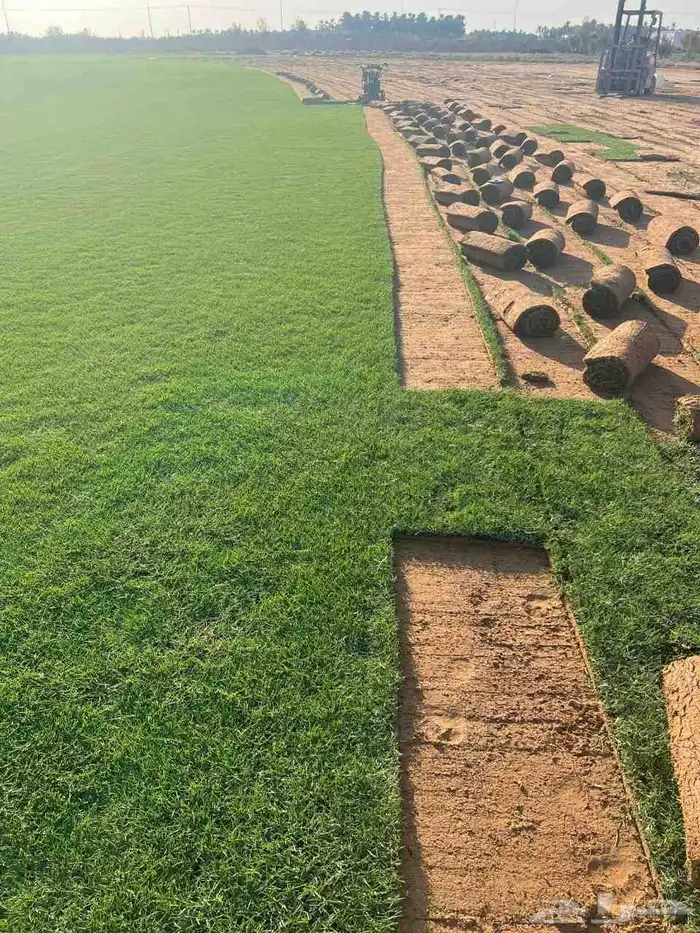 ثيل طبيعي (نجيله) 3