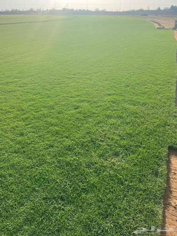 ثيل طبيعي (نجيله) 1