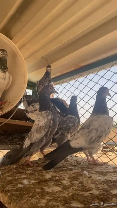 حمام باكستاني مطيار 0