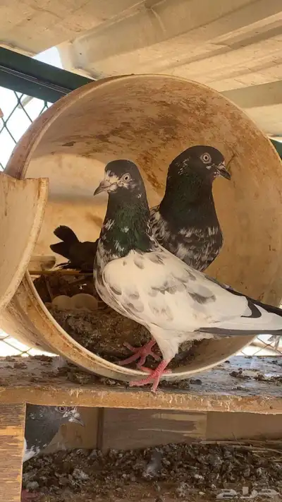 حمام باكستاني مطيار 2