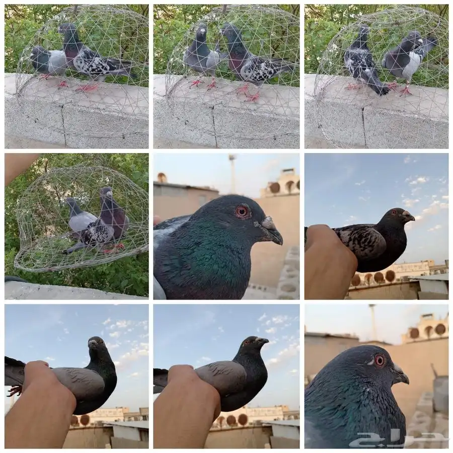 حمام زاجل 0