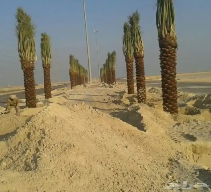 نخل مثمر للبيع مع التوصيل 7