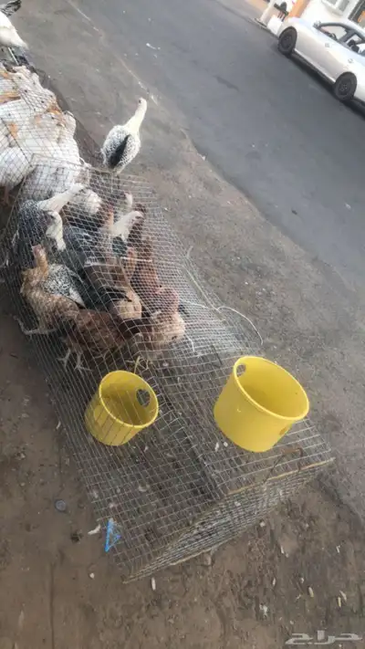 دواجن دجاج  بط  دجاج لاحم 2
