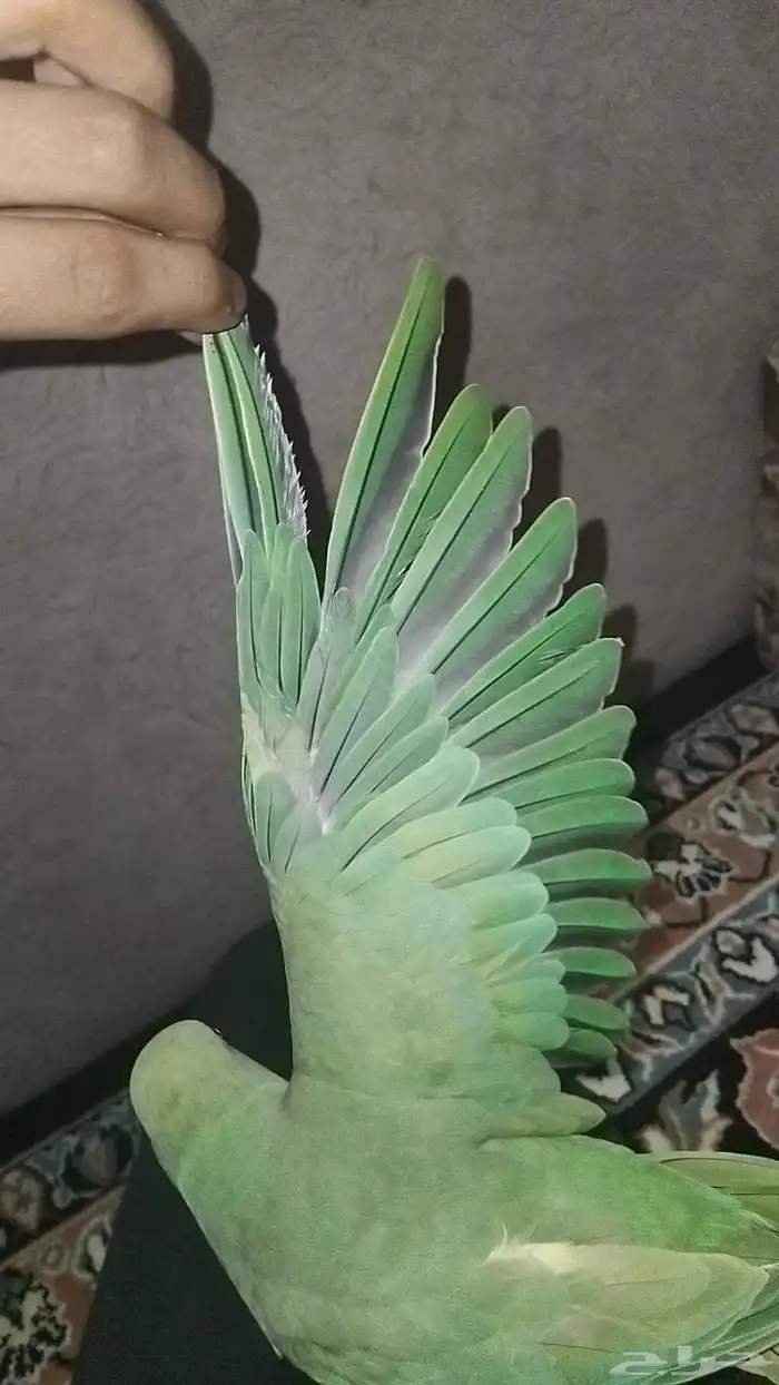 بغبغاء دره هندي اليف و متكلم تم البيع 2