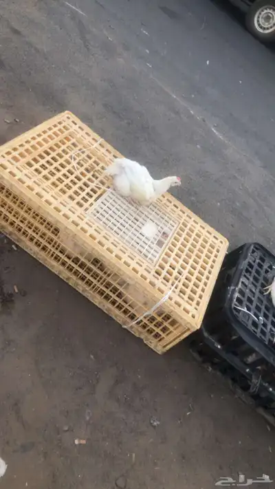 دواجن دجاج  بط  دجاج لاحم 1