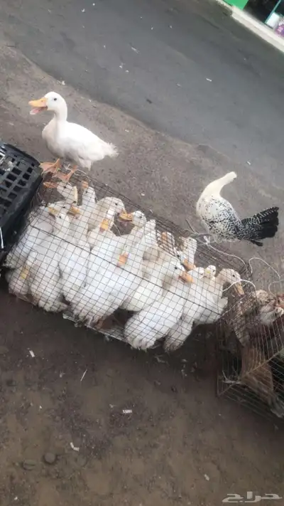 دواجن دجاج  بط  دجاج لاحم 0
