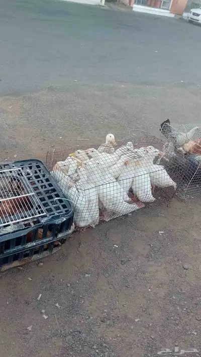 دواجن دجاج  بط  دجاج لاحم 5