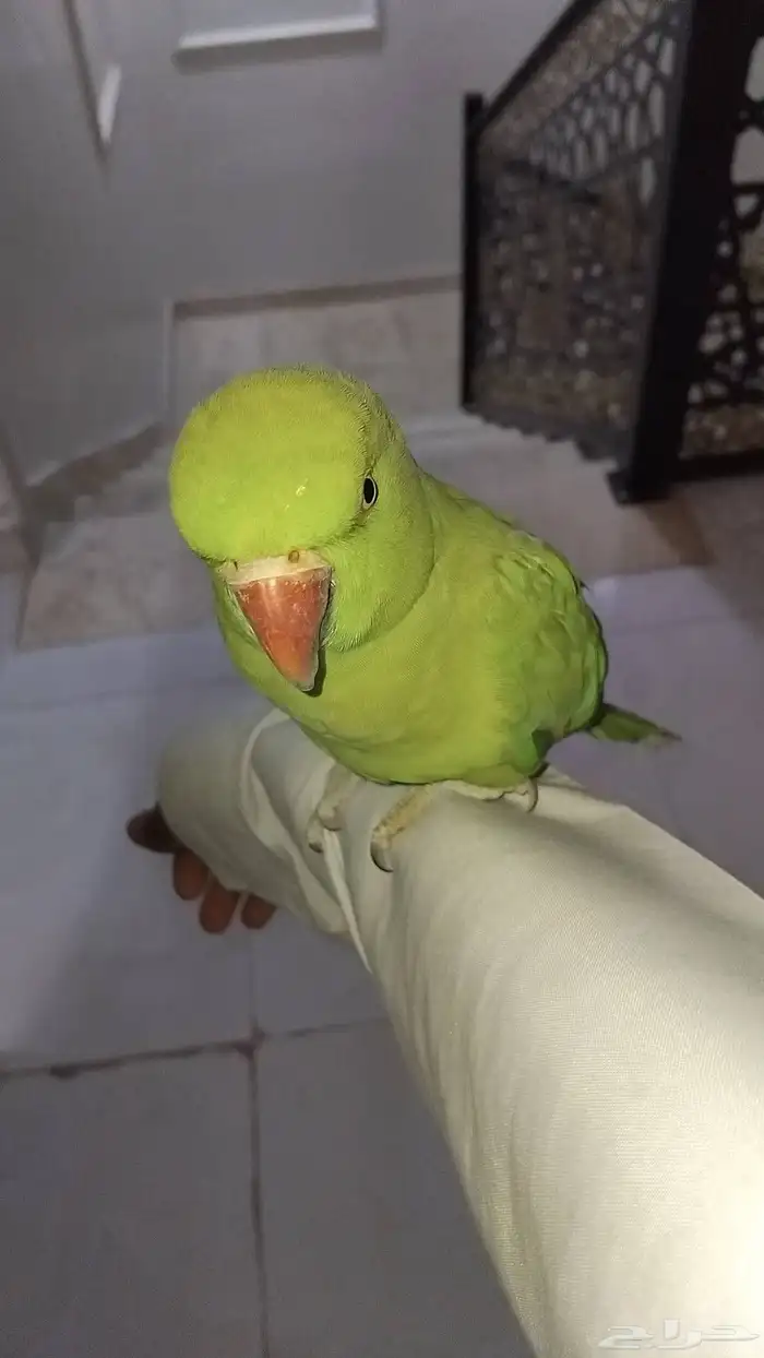 بغبغاء دره هندي اليف و متكلم تم البيع 7