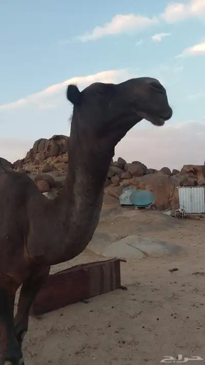 بعير مجهم 0