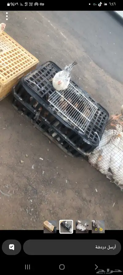 دواجن دجاج  بط  دجاج لاحم 3