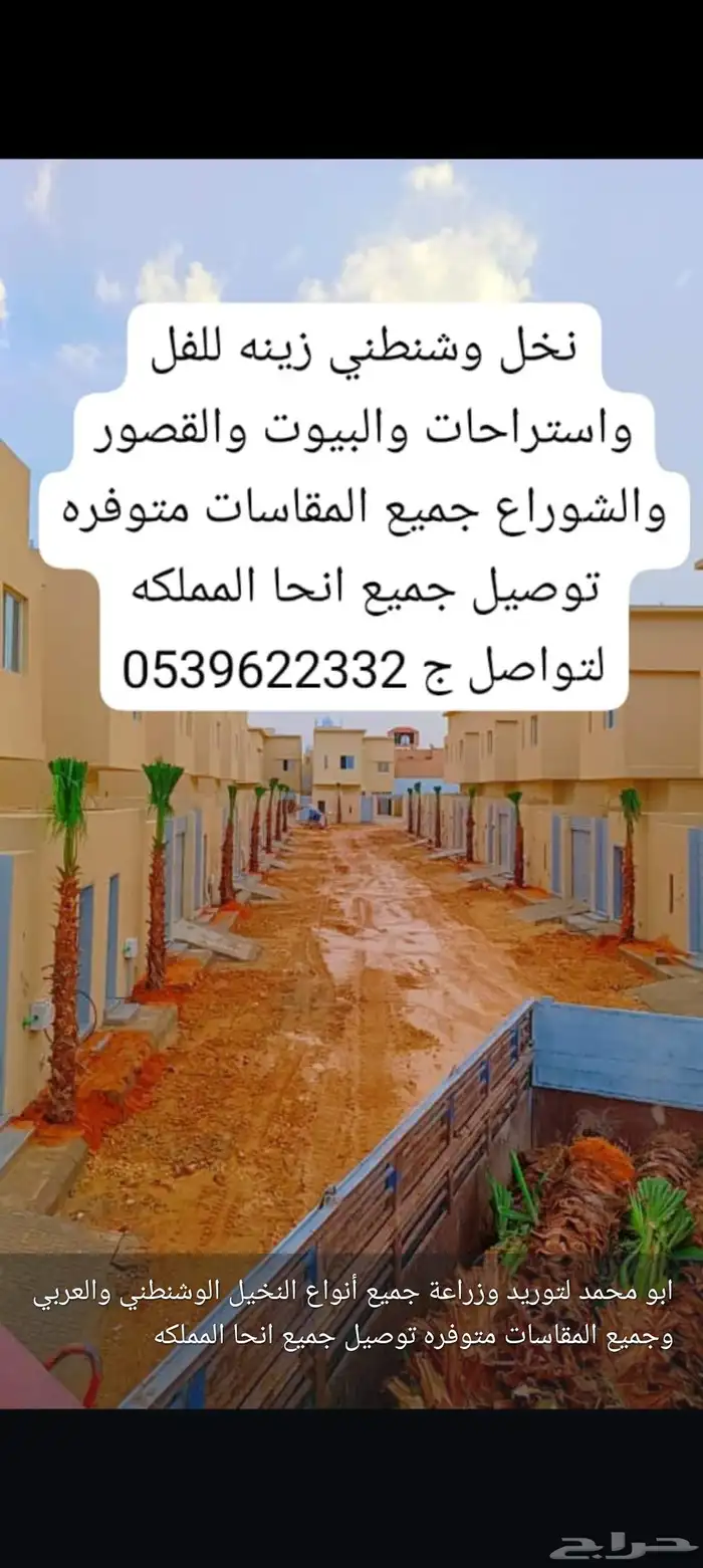 يوجد لدينا جميع أنواع النخيل الوشنطني 6