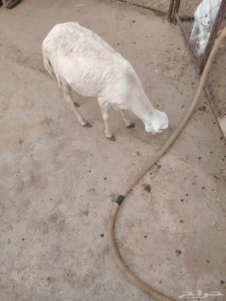 رخله لللبع 1