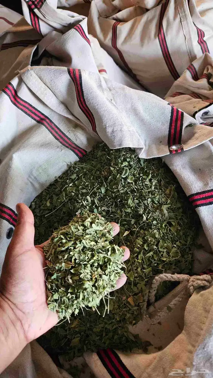 أوراق مورنجا عضوية 100  مغسولة ومجففة 0