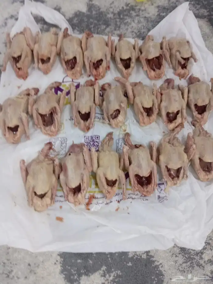 زغالليل حمام فرنسي 1