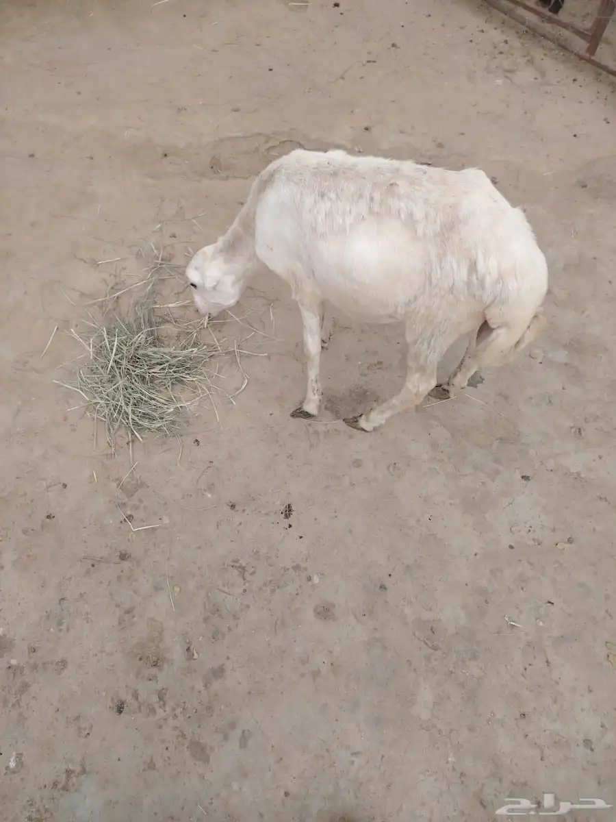 رخله لللبع 0