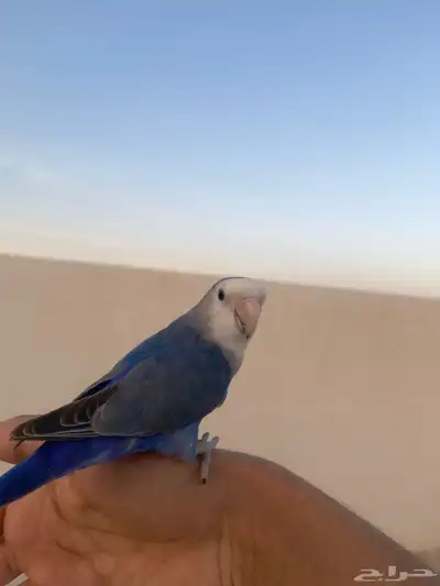 مفقود طير روز بالنقرة الي يشوفه يتواصل معي جزاكم الله خير 0