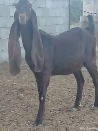 يوجد معزا هولنديات ( حجازي ) اعمارهم سنه وشهرين 0