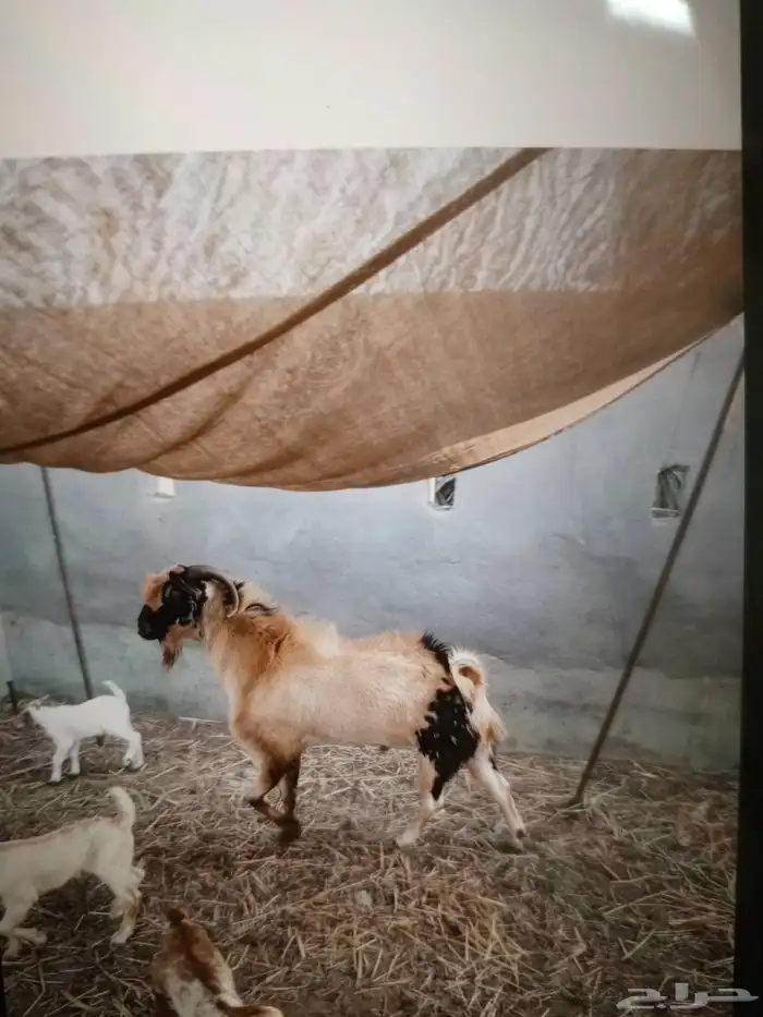 تيس بيشي فحل 0