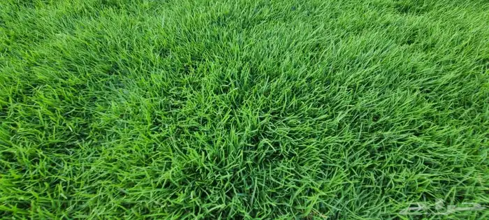 ثيل طبيعي سي2000درجه اولى 0