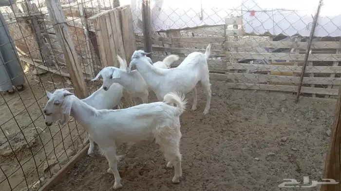 تيسين وجفرتين 2