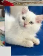 قطة للتبني 0