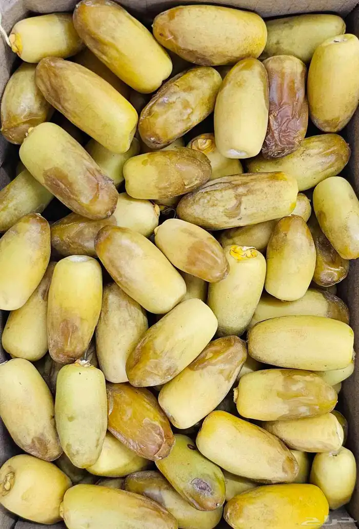 رطب غر الأحساء ومجناز الأحساء وصل 1