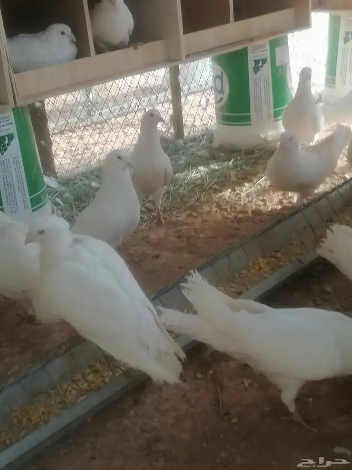 حمام زاجل وفرنسي ابيض 4
