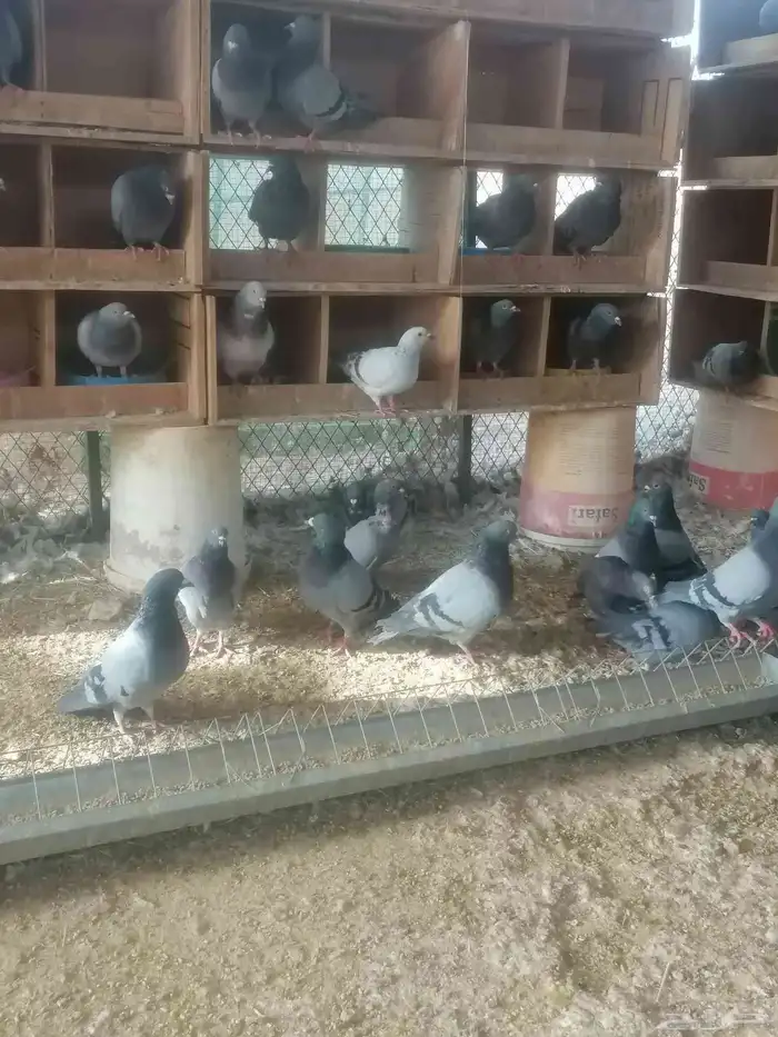 حمام زاجل وفرنسي ابيض 8