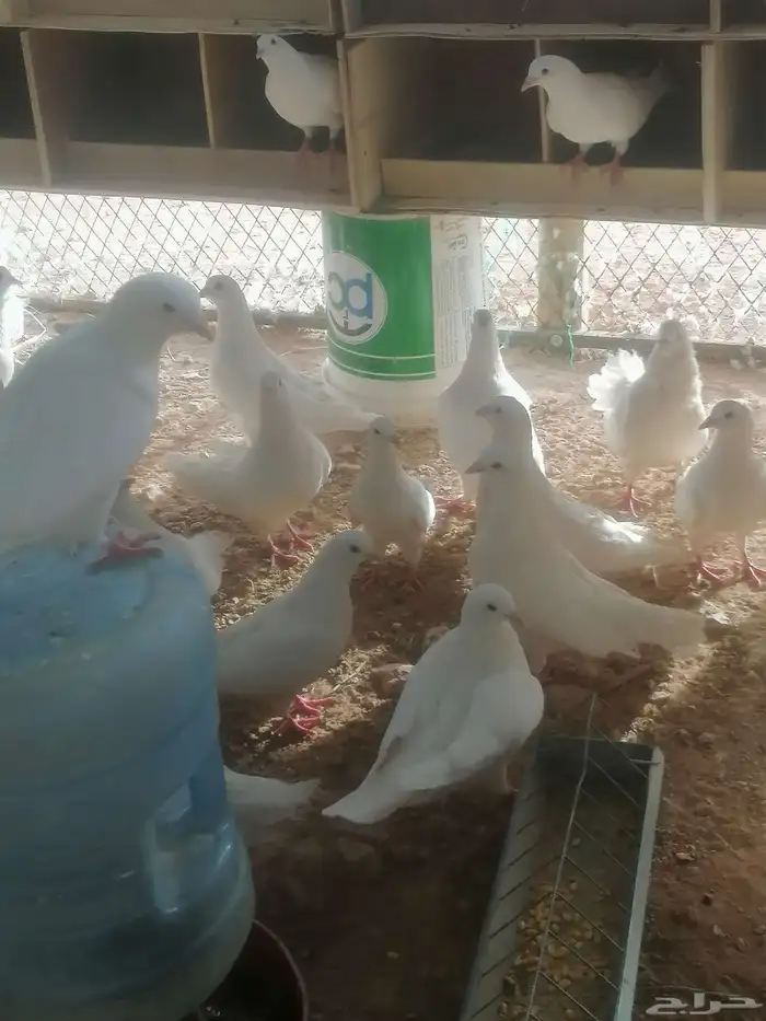 حمام زاجل وفرنسي ابيض 2