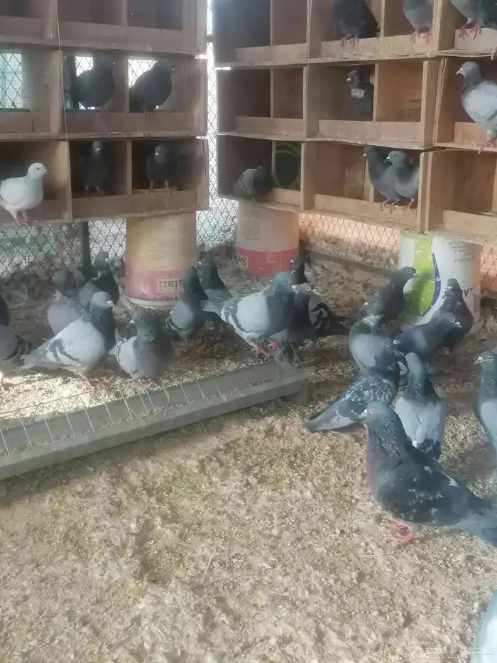 حمام زاجل وفرنسي ابيض 7