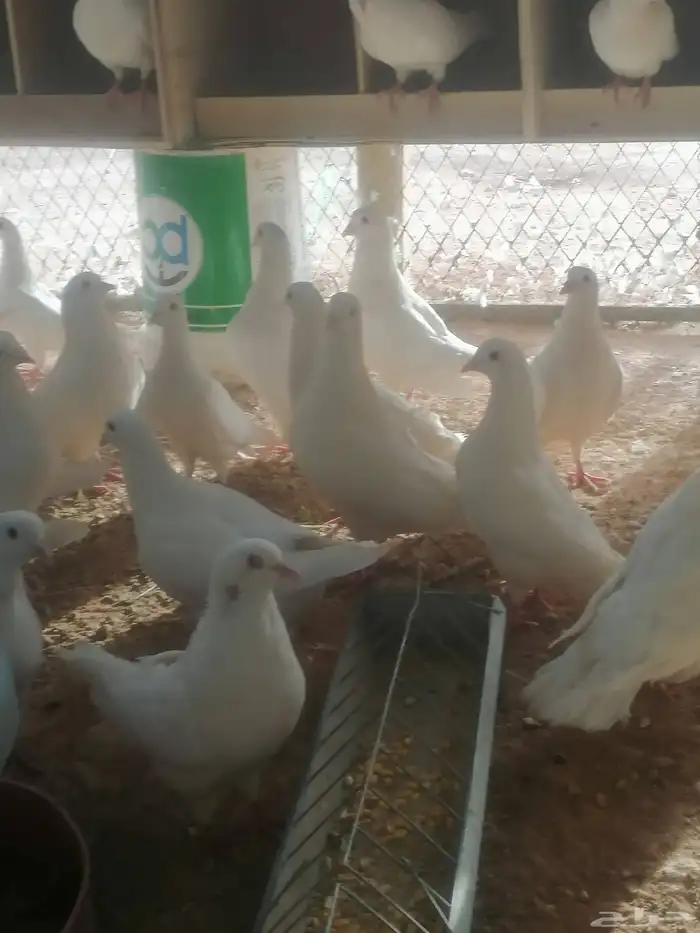 حمام زاجل وفرنسي ابيض 5