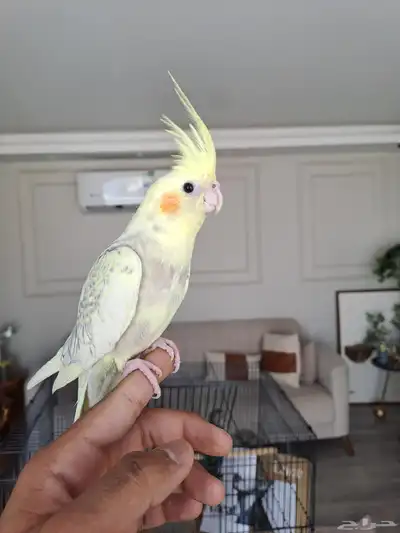 كرونات اليفه لاتفوتكم 2